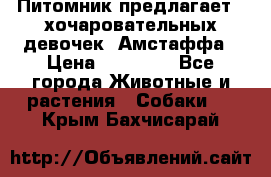 Питомник предлагает 2-хочаровательных девочек  Амстаффа › Цена ­ 25 000 - Все города Животные и растения » Собаки   . Крым,Бахчисарай